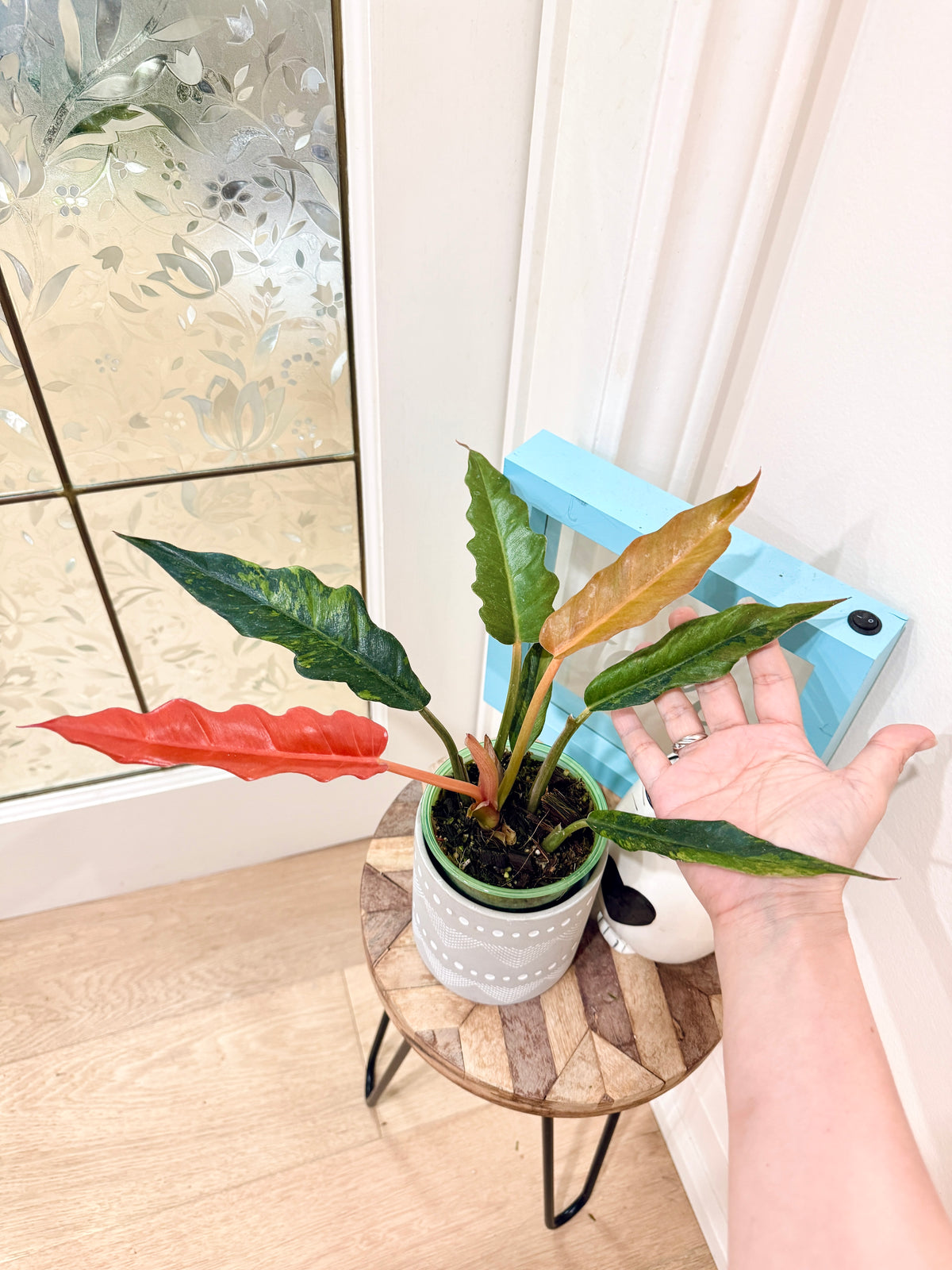 Philodendron Caramel Fire Tiger