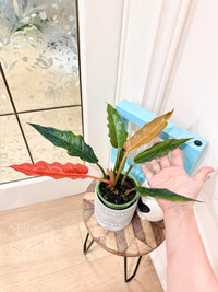 Philodendron Caramel Fire Tiger