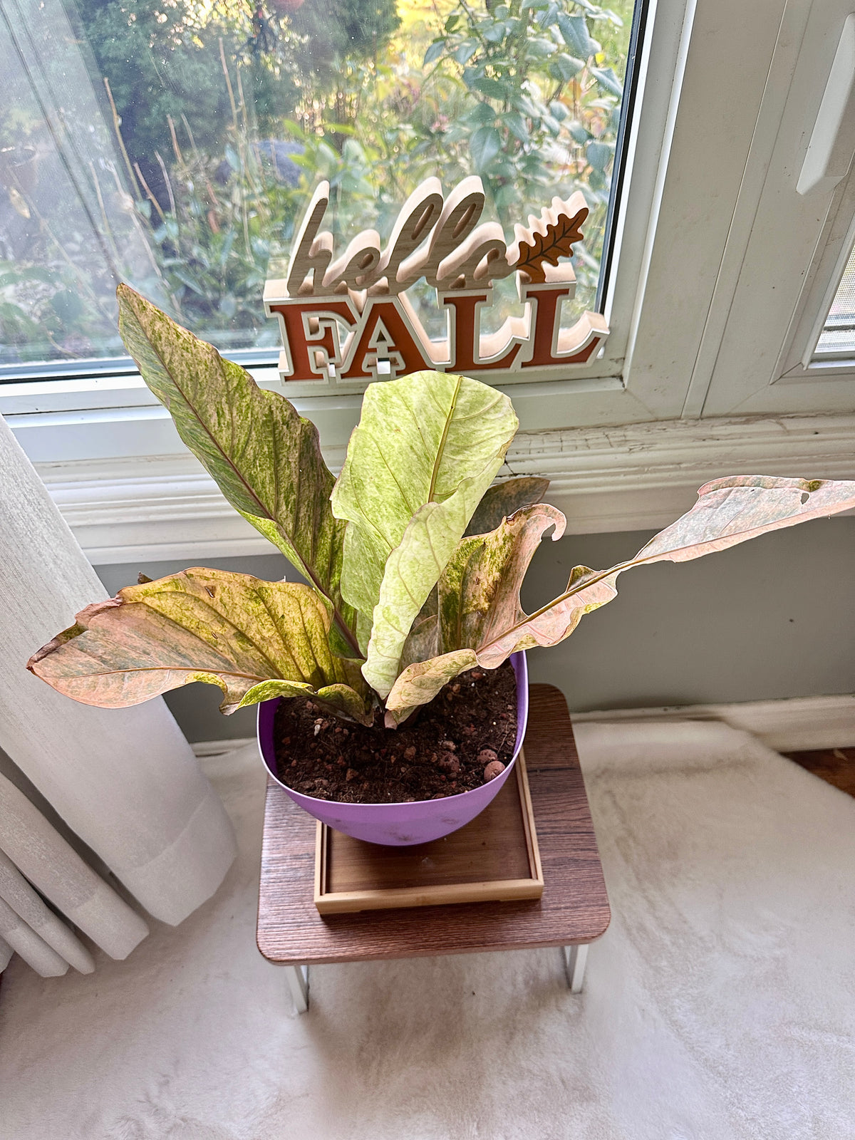 Anthurium Hookeri Pink Variegated