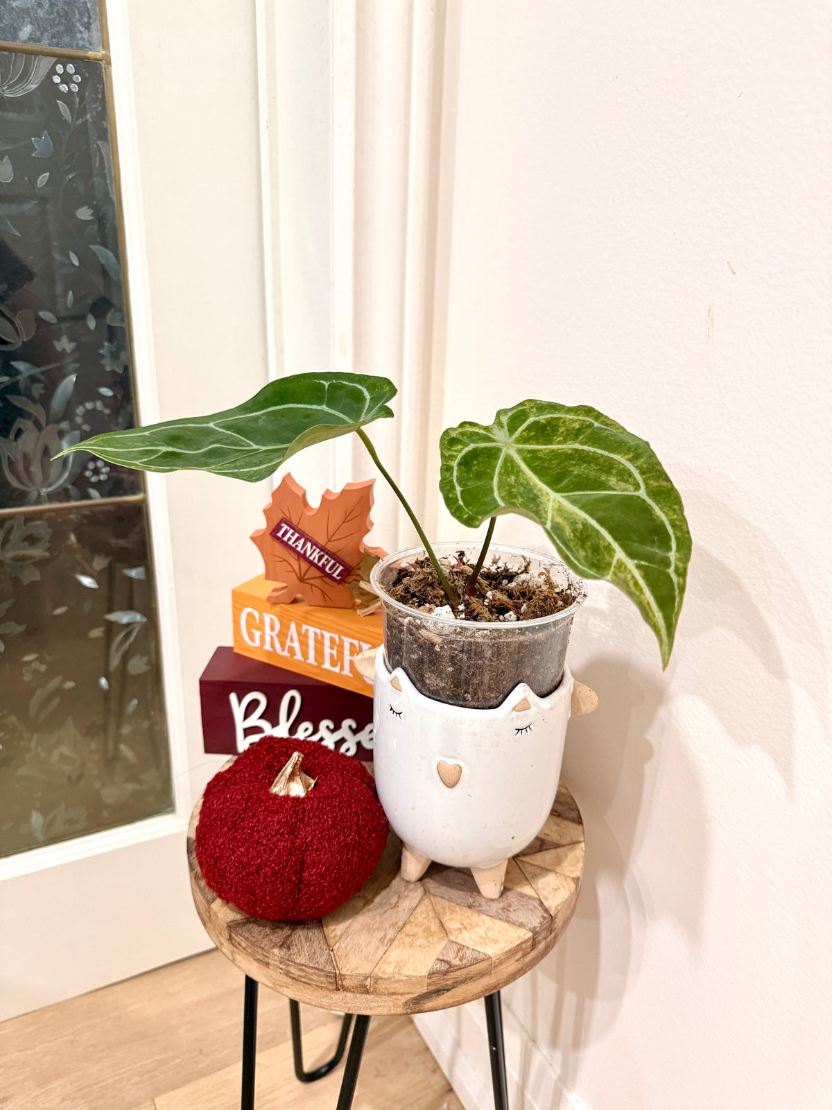 ANTHURIUM CRYSTALLINUM VAR X HOPE