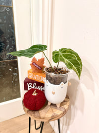 ANTHURIUM CRYSTALLINUM VAR X HOPE