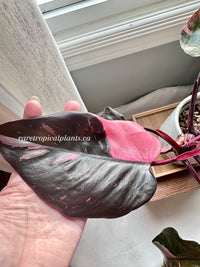 Philodendron Pink Princess Marble King