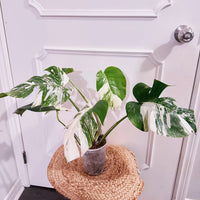 Monstera Albo