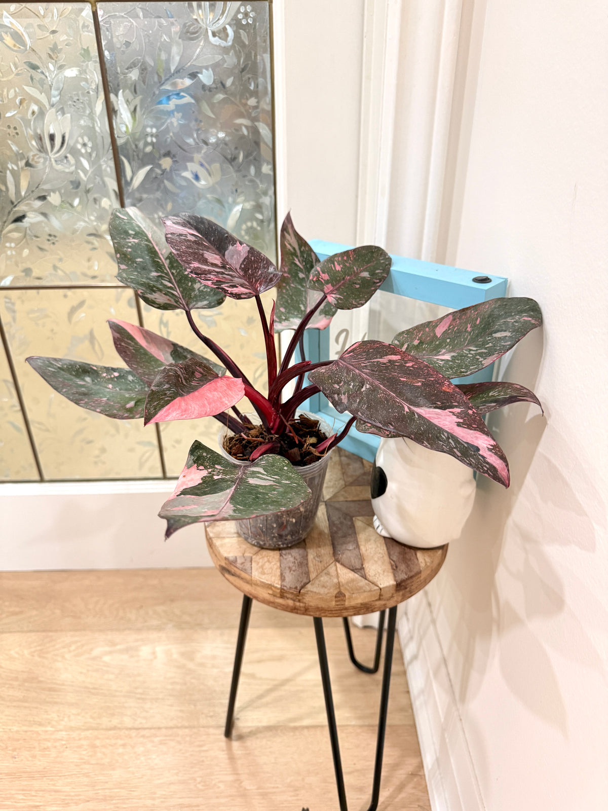 Philodendron Pink Princess Galaxy