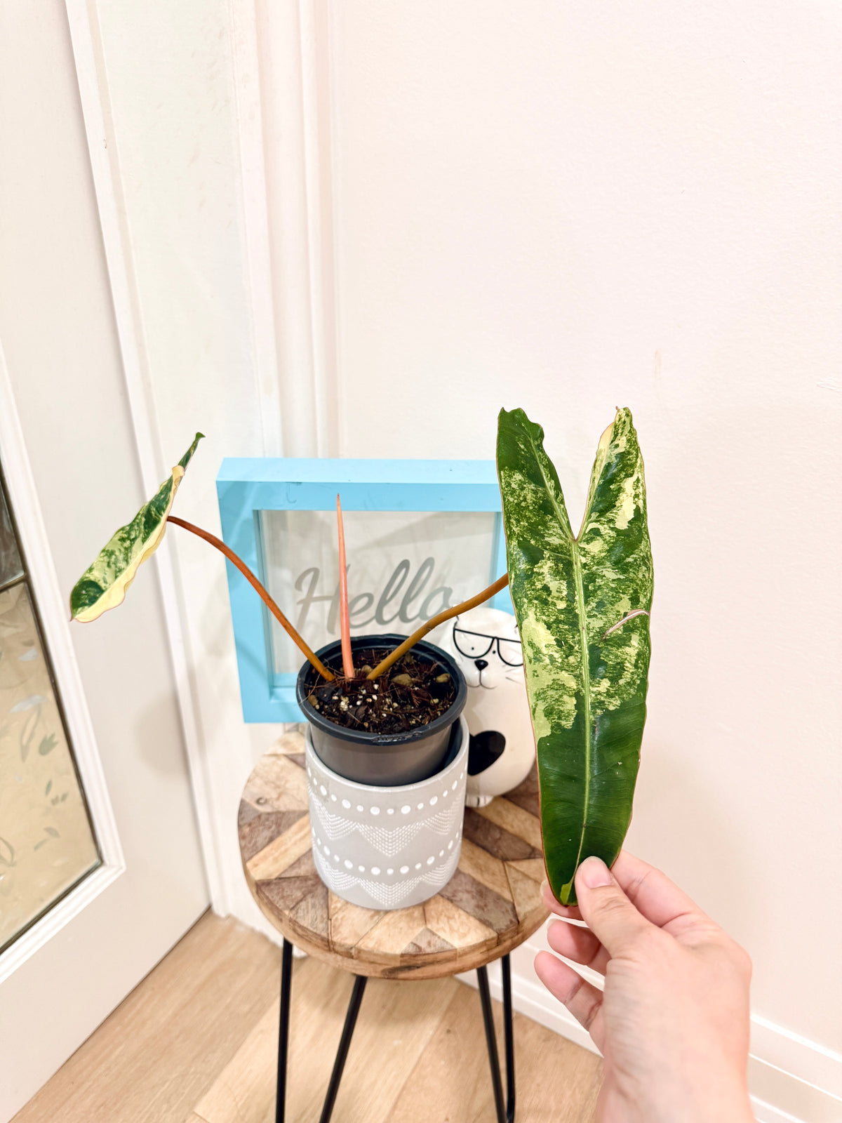 Philodendron Billietiae Variegated