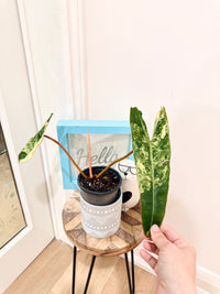 Philodendron Billietiae Variegated