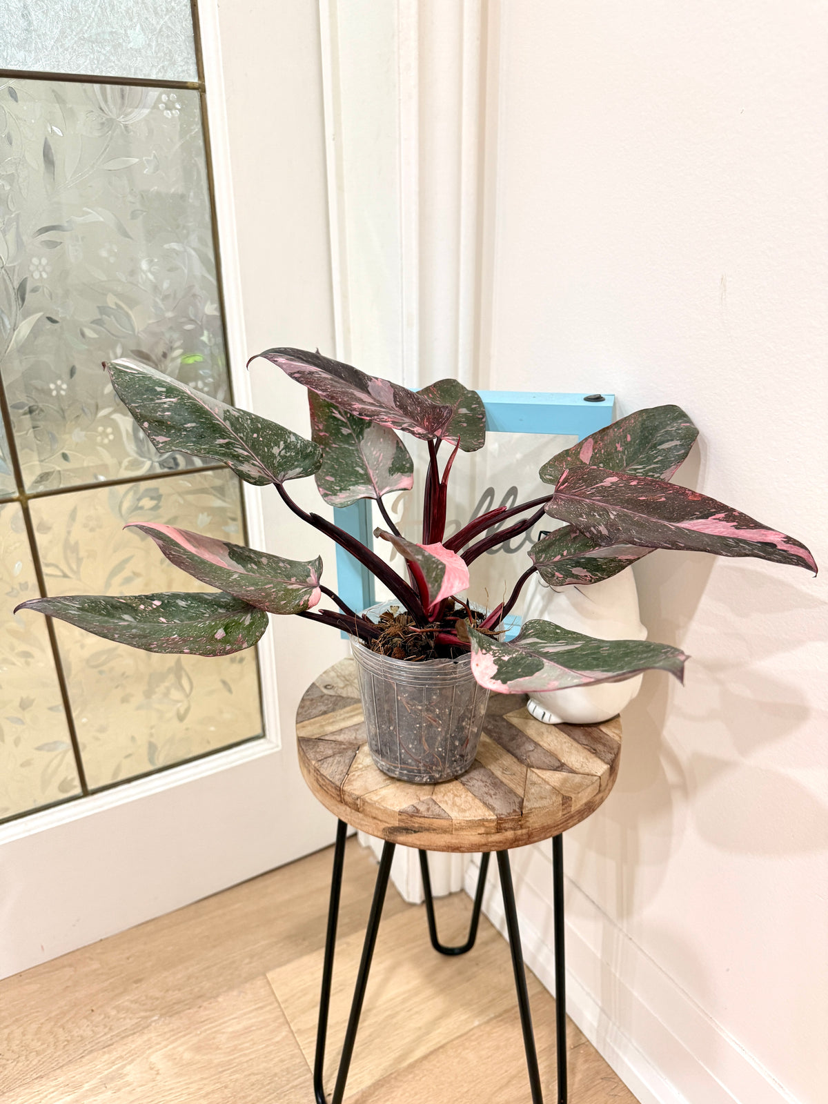 Philodendron Pink Princess Galaxy