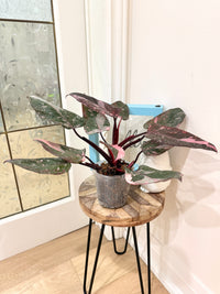 Philodendron Pink Princess Galaxy