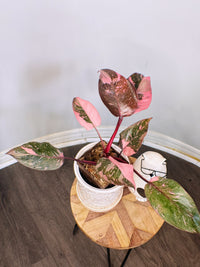 Philodendron Pink Princess Galaxy