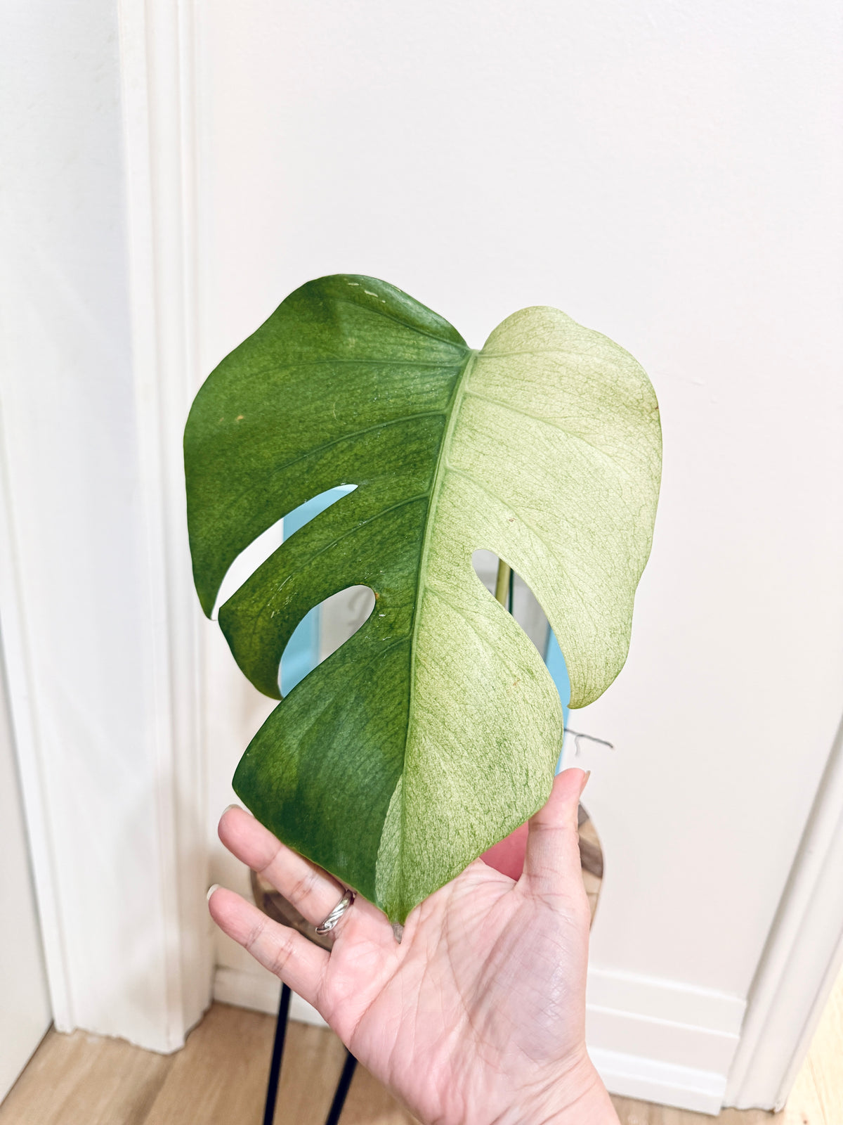Monstera Mint