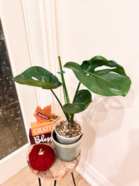 Monstera Cupcake