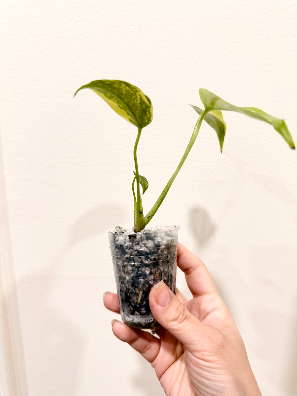 Monstera Electrolyte