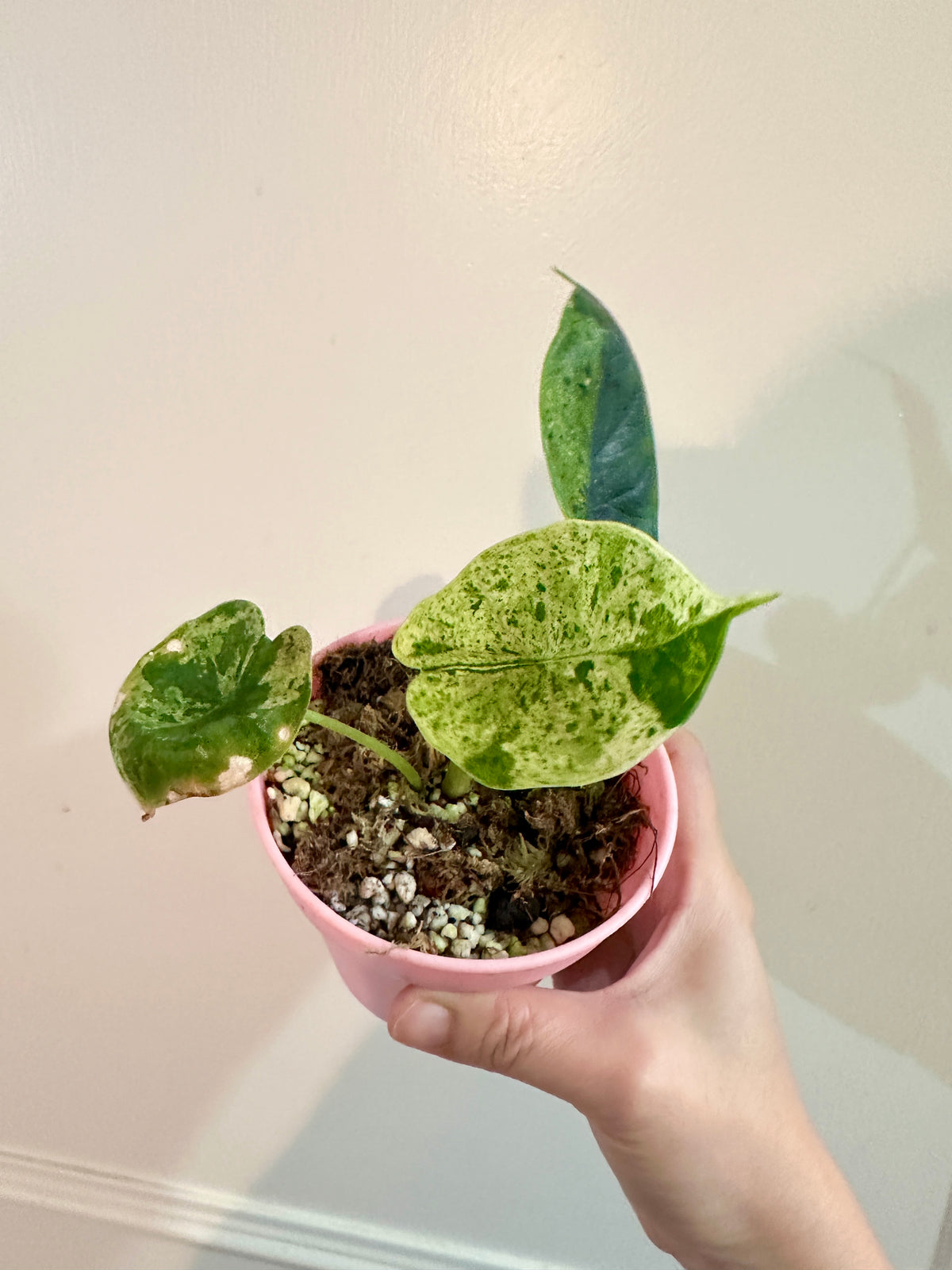 Alocasia Dragon Scale Mint