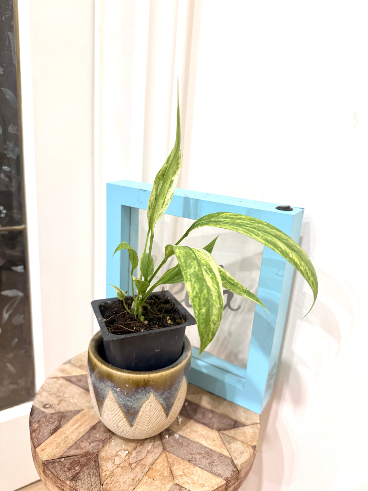 Anthurium Vittarifolium Variegated