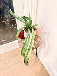 Anthurium Vittarifolium Variegated