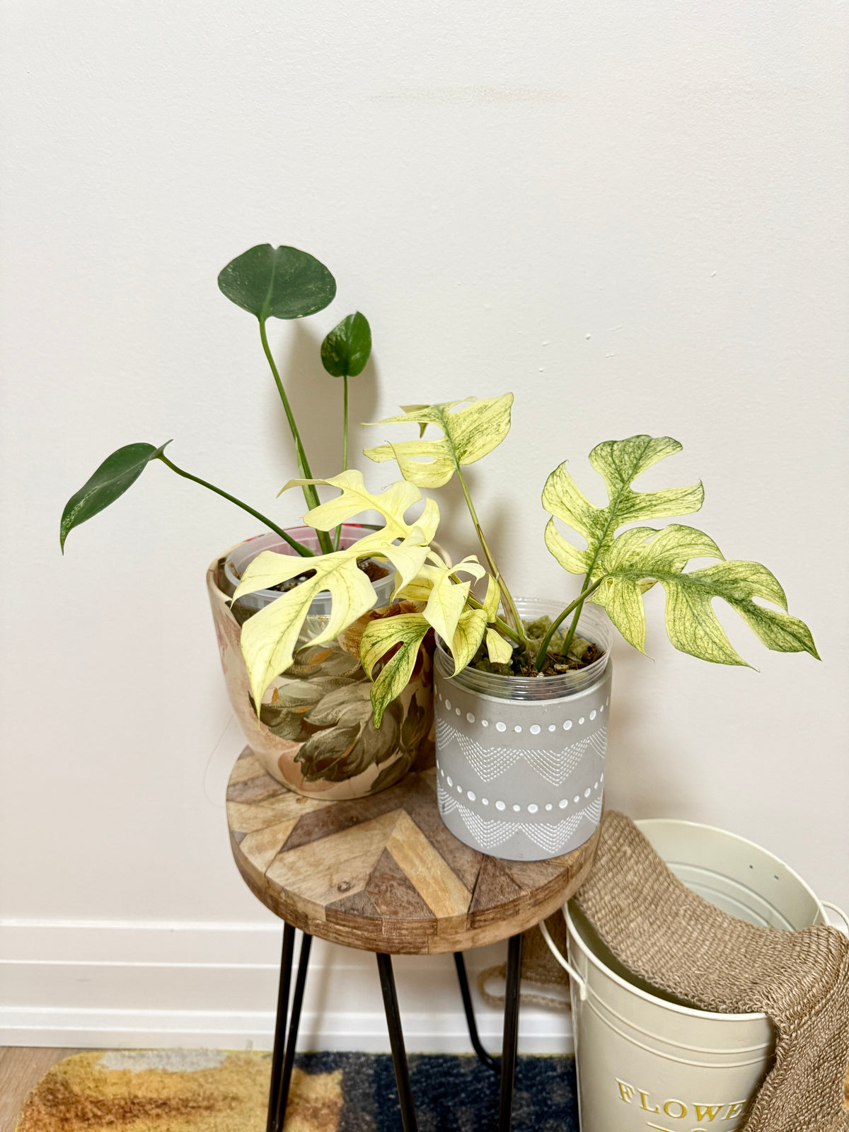 Combo Monstera & Rhaphidophora White Monster