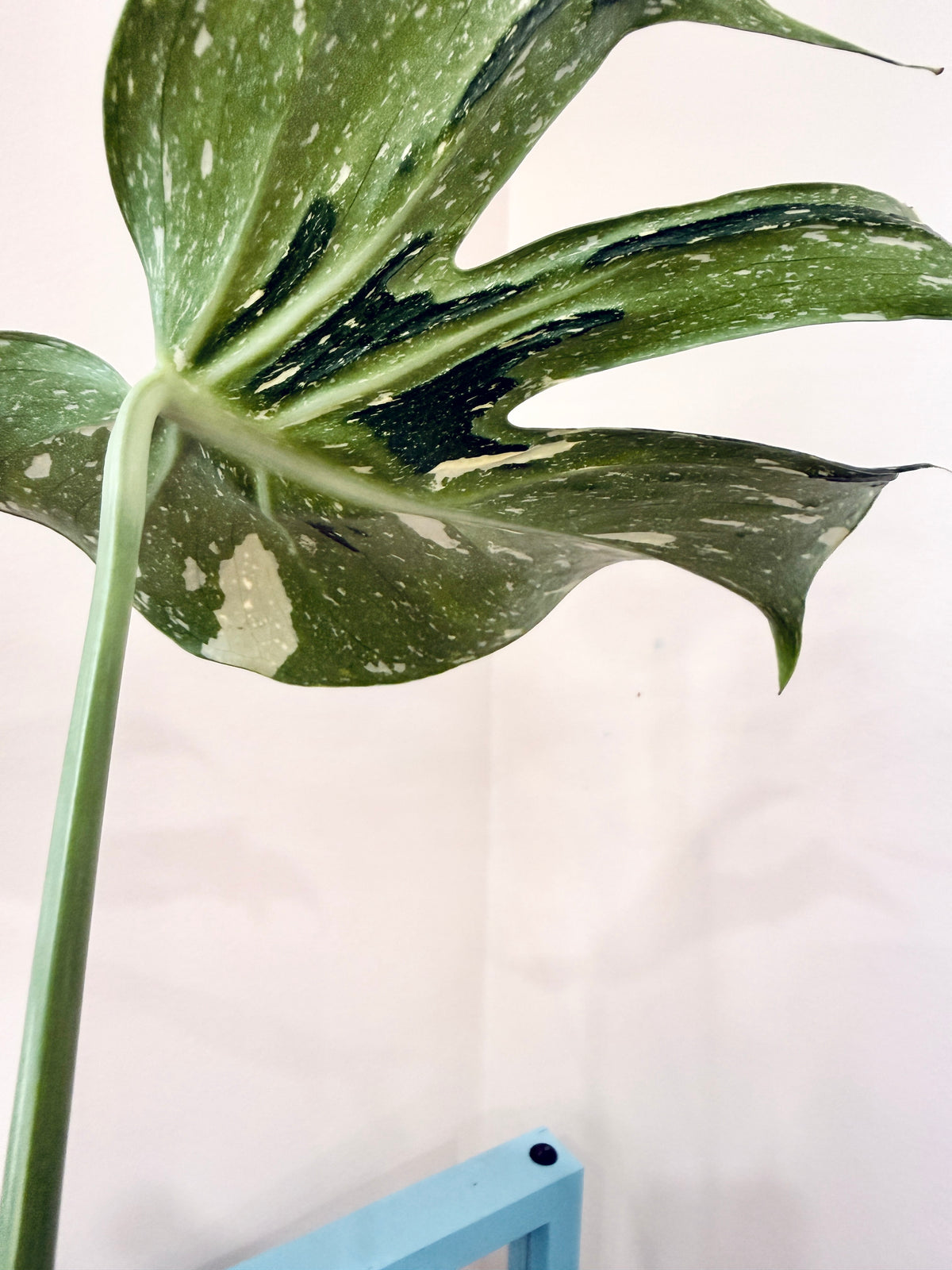Monstera Medusa