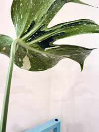 Monstera Medusa
