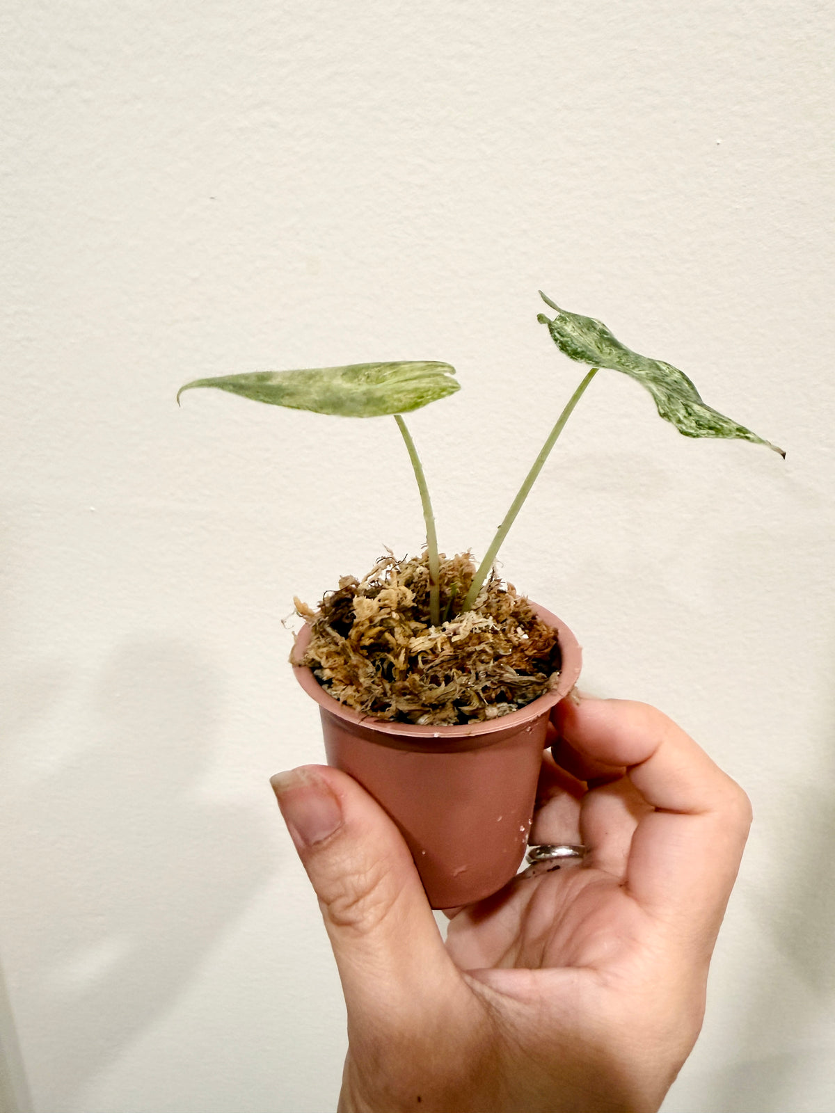 Alocasia Black Satun Stardust