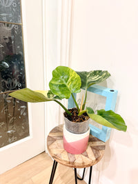Philodendron White Knight Aurea/Tricolour