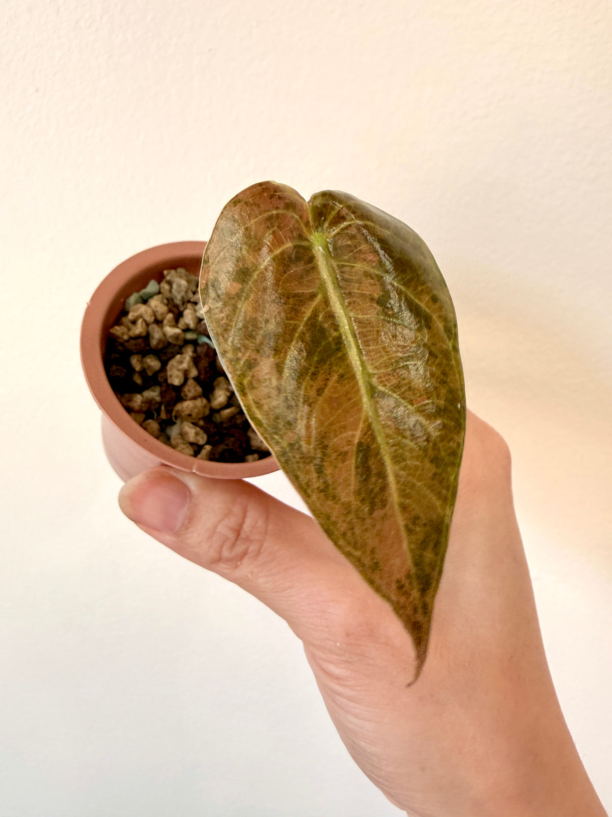 Alocasia Sedenii Aurea