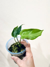 MONSTERA HURRICANE
