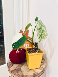 Monstera Jungle Mint