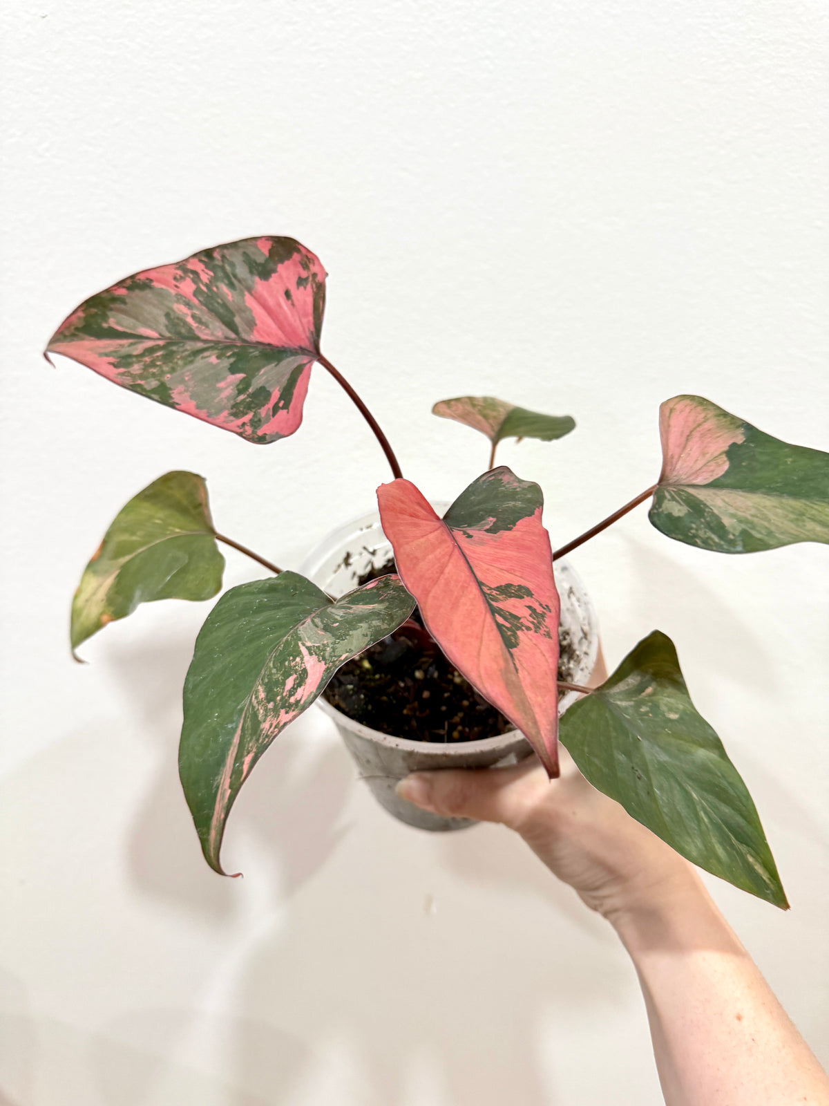 Homalomena Pink Diamond