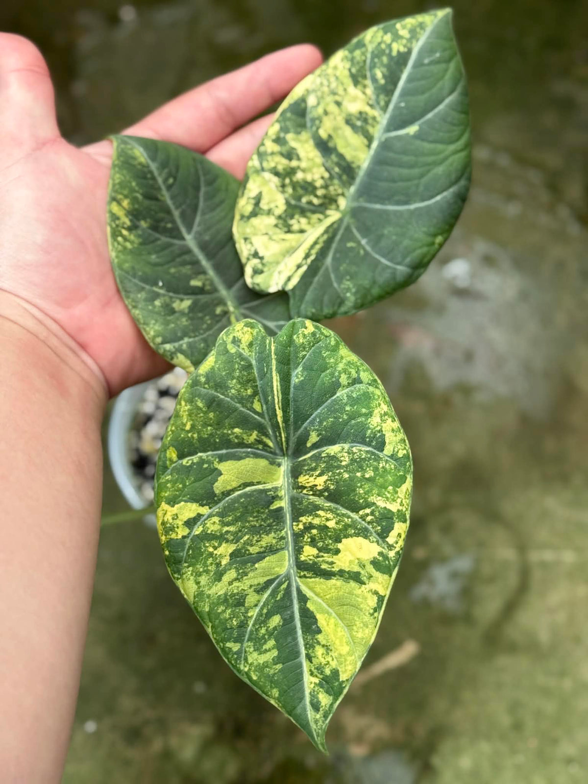 Alocasia Maharani Gold "Corm"