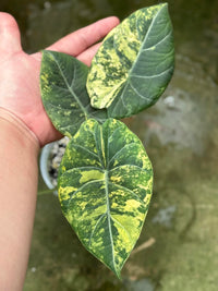 Alocasia Maharani Gold "Corm"