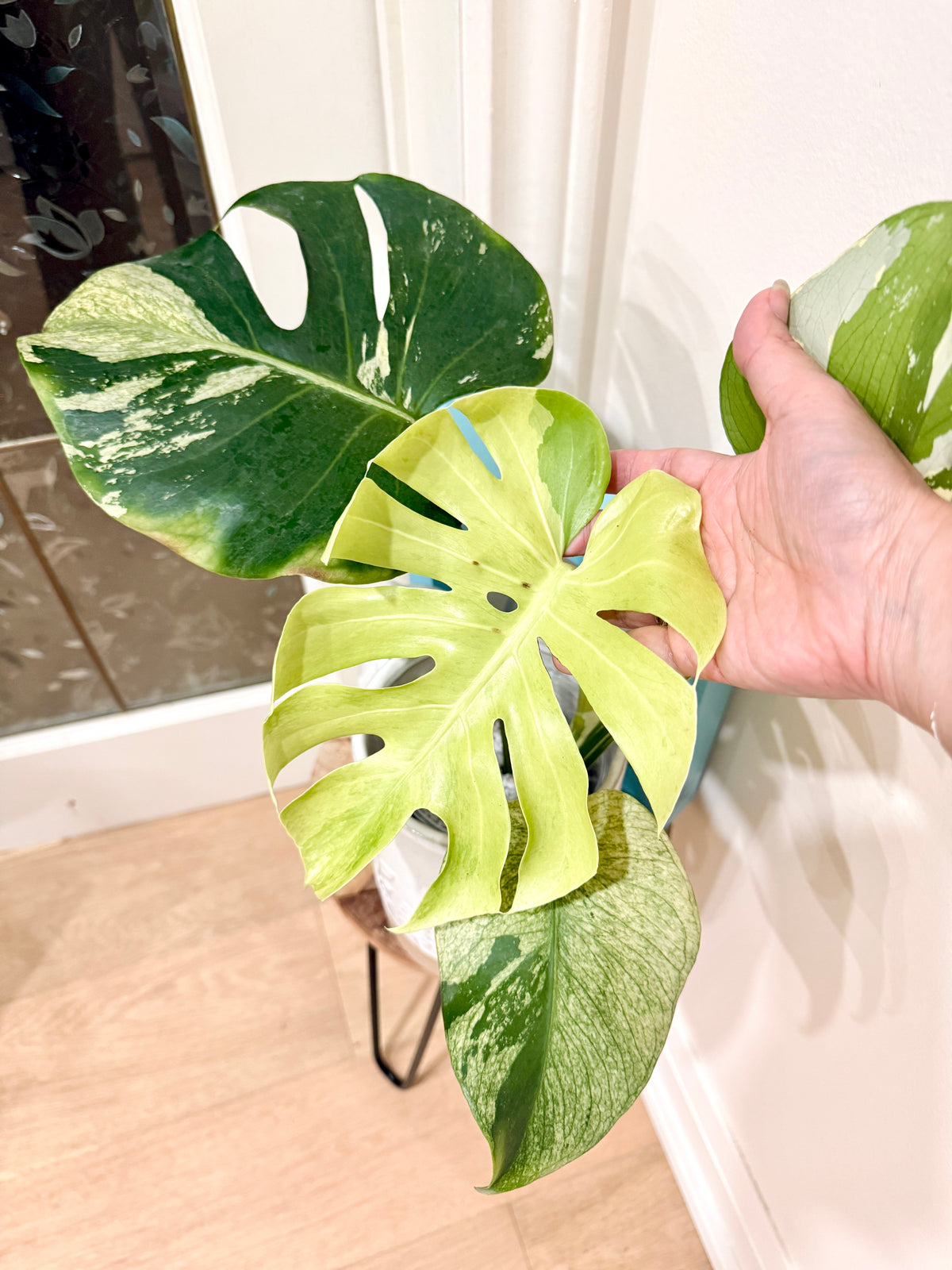 Monstera Deliciosa White Tear