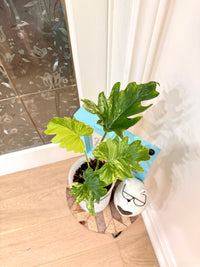 Philodendron Selloum Variegated