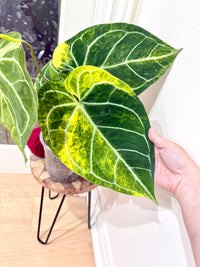 Anthurium Silver Blush x (Hope x Crystal)