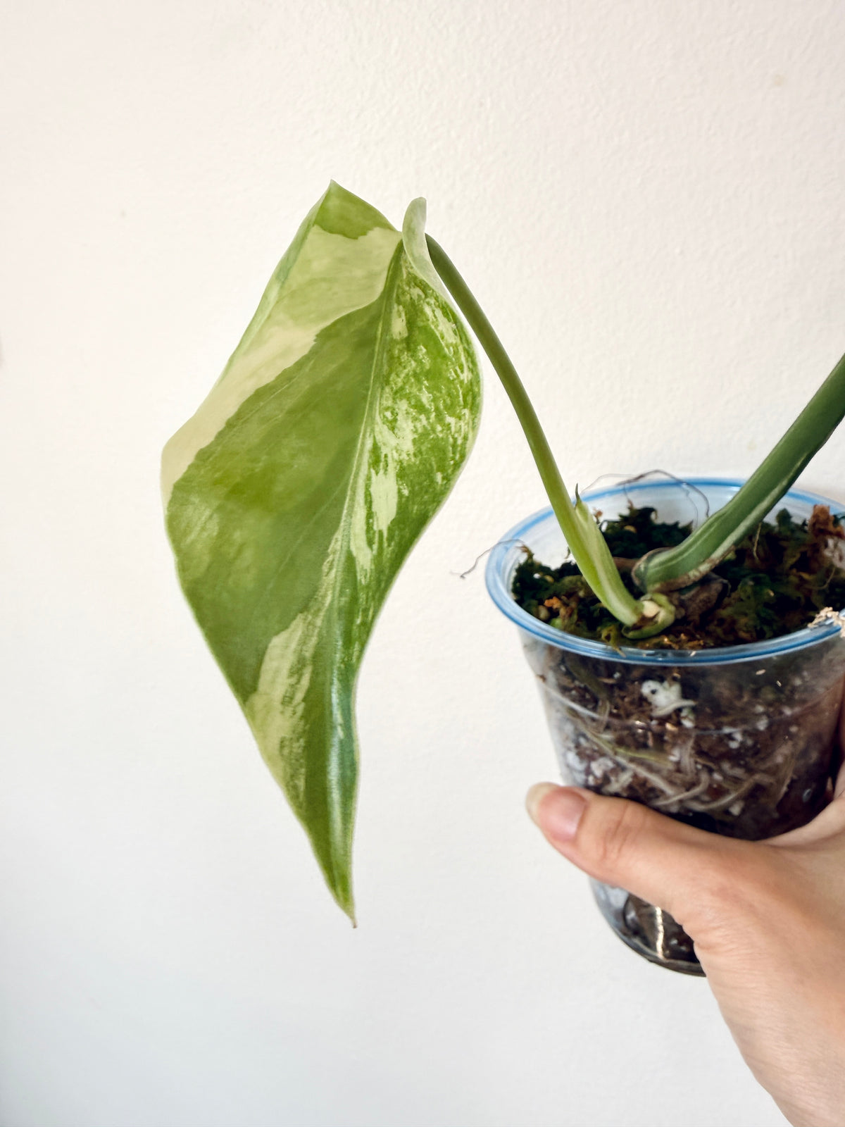 Monstera Jungle Mint