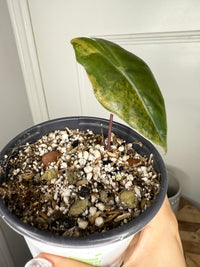 Alocasia Pseudo Aurea