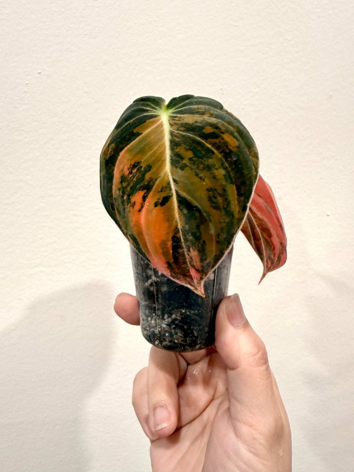 Philodendron Melanocrysum Orange "Bonfire"