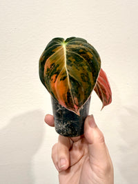 Philodendron Melanocrysum Orange "Bonfire"