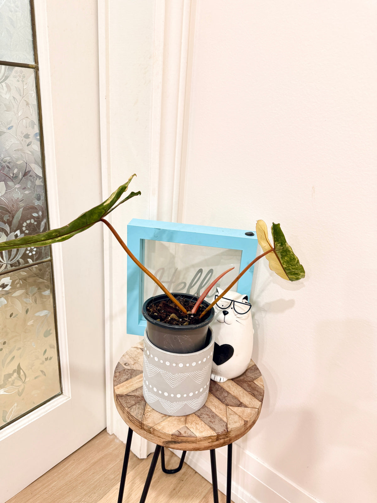 Philodendron Billietiae Variegated