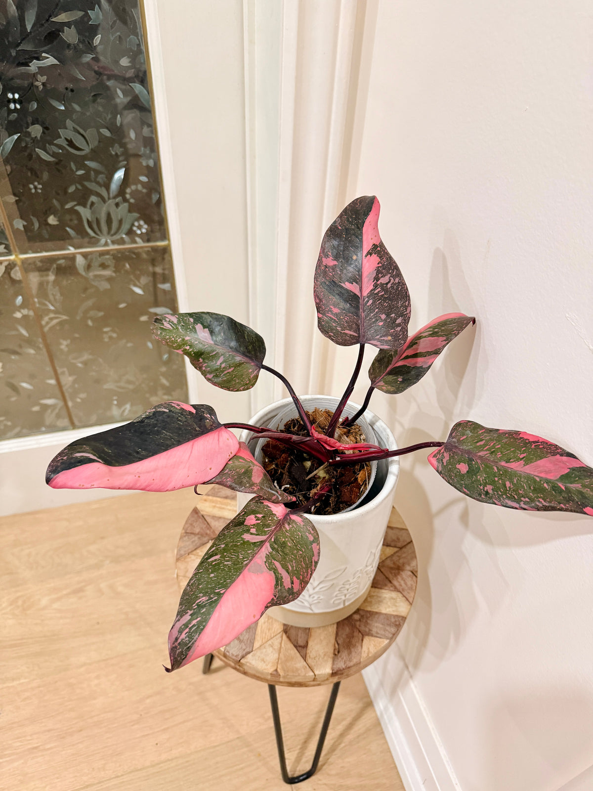 Philodendron Pink Princess Galaxy