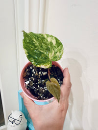 Anthurium Papillilaminum Variegated x RLFS