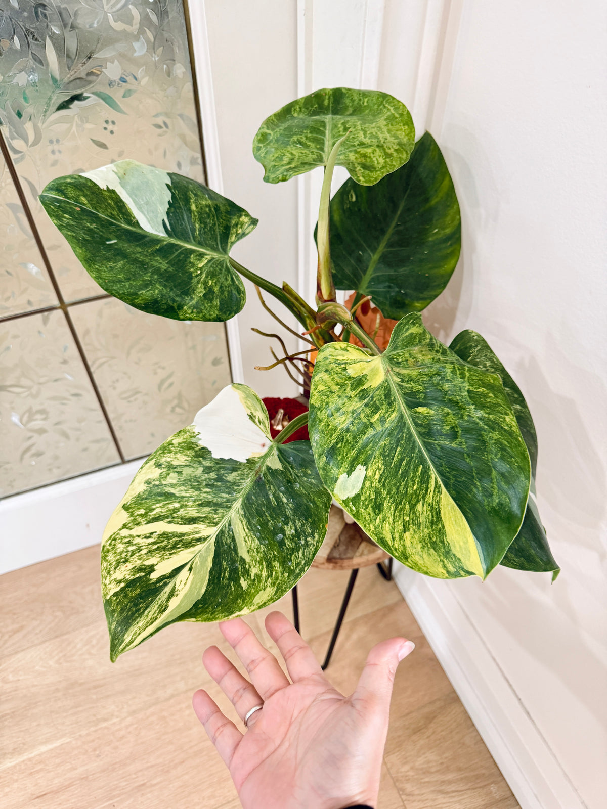 Philodendron White Wizard Tricolour