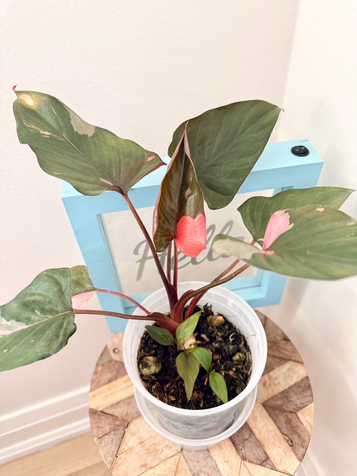 Homalomena Rubescens Pink Diamond Variegated
