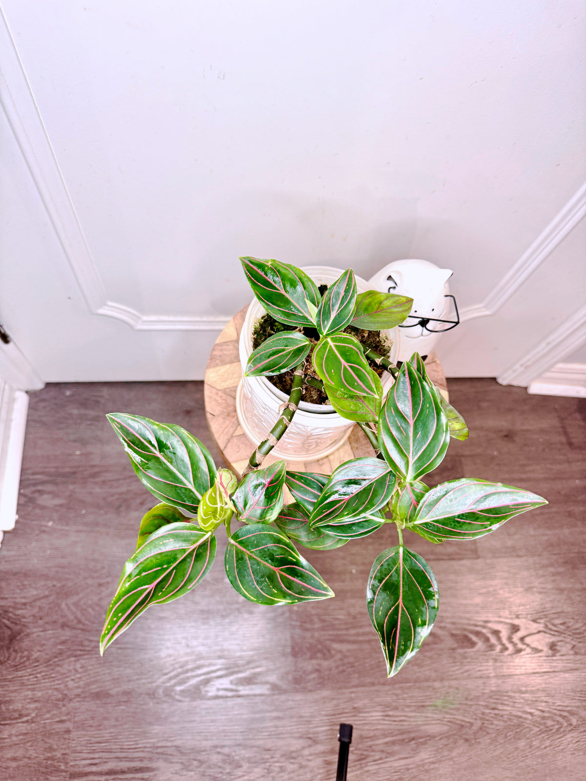 aglaonema rotundum for sale Aglaonema Rotundum – Rare Tropical Plants Canada