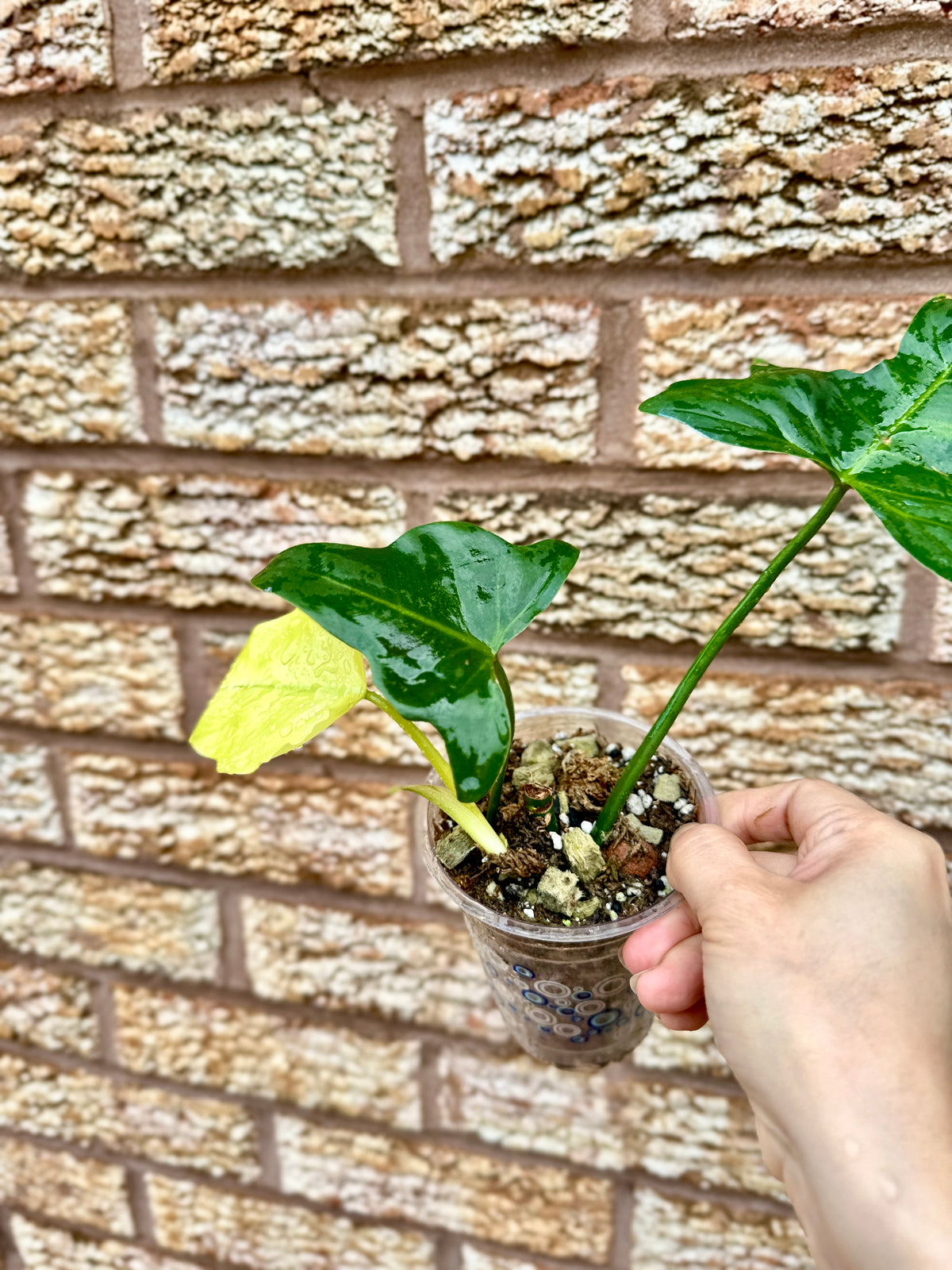 Philodendron Golden Dragon Mint