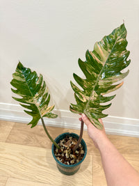 Philodendron Caramel Marble