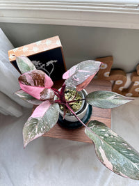 Philodendron Pink Princess Galaxy