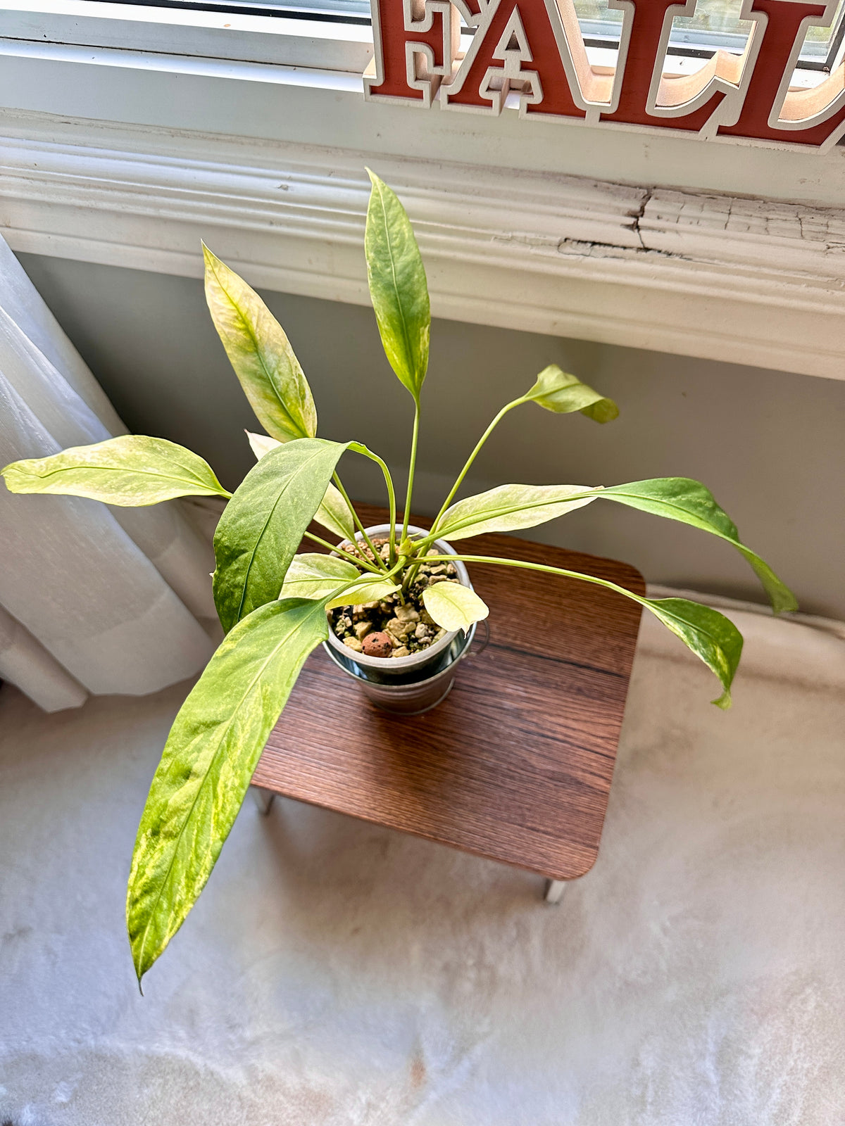 Anthurium Vittarifolium Variegated