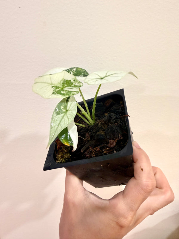 Alocasia Simpo Albo