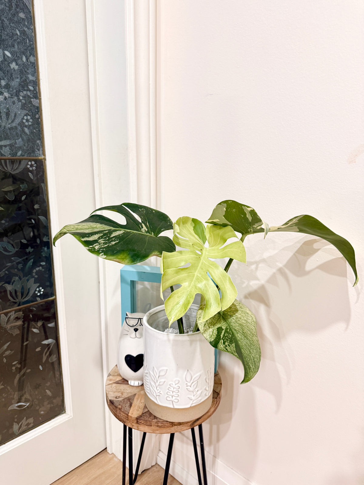 Monstera Deliciosa White Tear