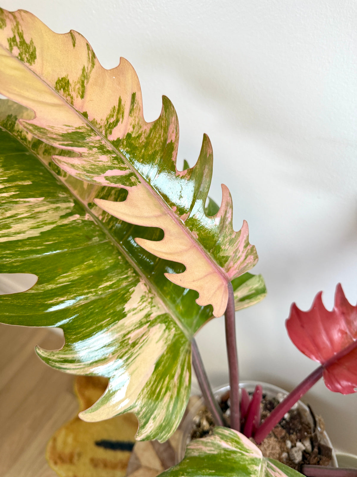 Philodendron Caramel Marble